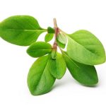 1365650-گیاه-تازه-آویشن-جدا-شده-در-زمینه-سفید