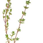 1369307-دو-شاخه-آویشن-جدا-شده-روی-زمینه-سفید