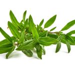 1455663-جوانه-آویشن-جدا-شده-بر-روی-زمینه-سفید