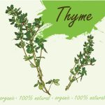 1494767-گل-آویشن-تازه-آویشن-تازه-تصویر-برداری