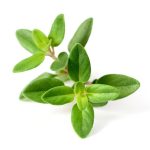 1636111-گیاه-آویشن-تازه-جدا-شده-در-پس-زمینه-سفید