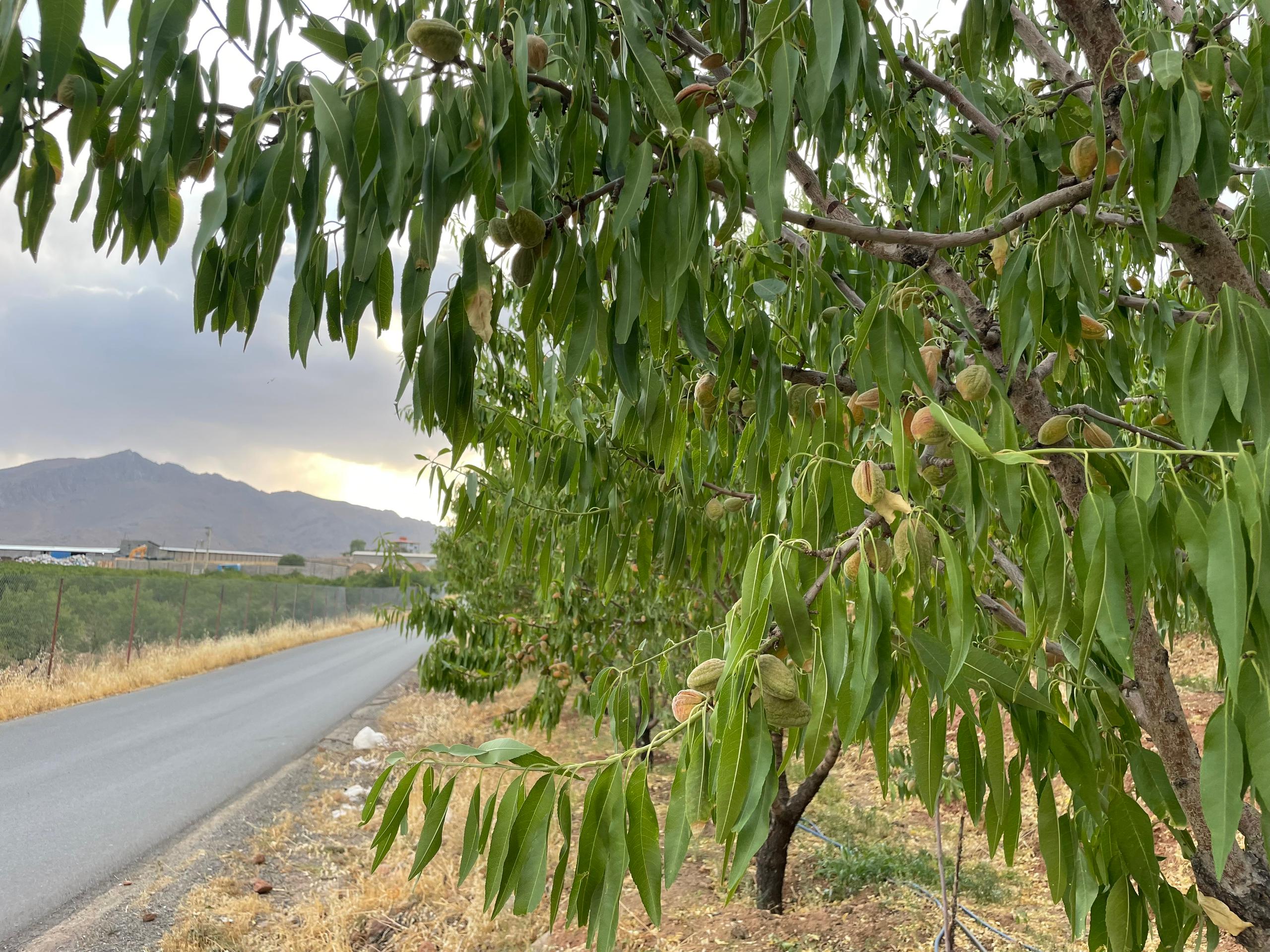 All About Mamra Almonds: Iran’s Premium Export Nut